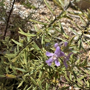 Westringia sp. at Curtin, ACT - 25 Oct 2024 02:47 PM