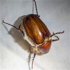 Unverified Scarab beetle (Scarabaeidae) at Kalbarri, WA - 24 Oct 2024 by HelenCross