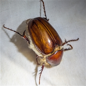 Unidentified Scarab beetle (Scarabaeidae) at Kalbarri, WA by HelenCross