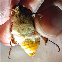 Melolonthinae (subfamily) at Kalbarri, WA - 24 Oct 2024 11:10 PM