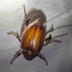 Melolonthinae (subfamily) at Kalbarri, WA - 24 Oct 2024 11:10 PM