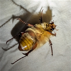 Melolonthinae (subfamily) at Kalbarri, WA - 24 Oct 2024 11:10 PM