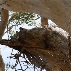 Callocephalon fimbriatum at Deakin, ACT - suppressed