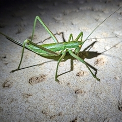 Unidentified Katydid (Tettigoniidae) at Kalbarri, WA - 24 Oct 2024 by HelenCross