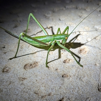 Unverified Katydid (Tettigoniidae) at Kalbarri, WA - 24 Oct 2024 by HelenCross