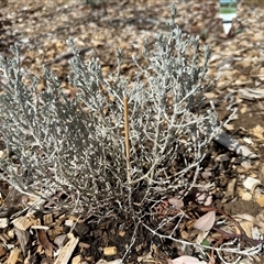 Pseudognaphalium luteoalbum at Curtin, ACT - 25 Oct 2024 by Hejor1