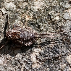 Fulgoroidea (superfamily) (Unidentified fulgoroid planthopper) at Deakin, ACT - 25 Oct 2024 by LisaH