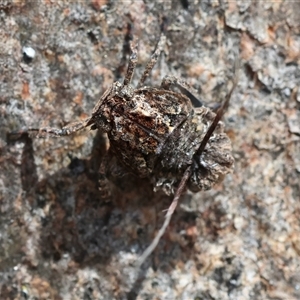 Fulgoroidea sp. (superfamily) at Deakin, ACT - 25 Oct 2024 11:02 AM