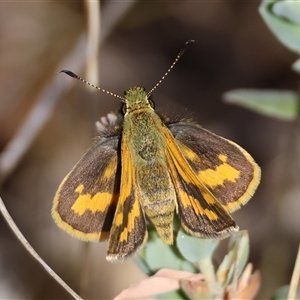 Ocybadistes walkeri at Deakin, ACT - 25 Oct 2024