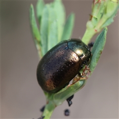 Chrysolina quadrigemina (Greater St Johns Wort beetle) at Deakin, ACT - 24 Oct 2024 by LisaH