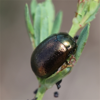 Chrysolina quadrigemina (Greater St Johns Wort beetle) at Deakin, ACT - 25 Oct 2024 by LisaH