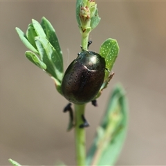 Chrysolina quadrigemina at Deakin, ACT - 25 Oct 2024 10:37 AM