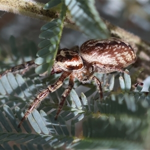 Opisthoncus serratofasciatus at Deakin, ACT - 25 Oct 2024 11:08 AM