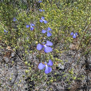 Lobelia sp. at Kalbarri National Park, WA by HelenCross