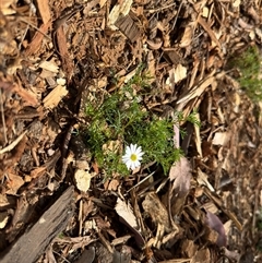 Brachyscome sp. (Cut-leaf Daisy) at Curtin, ACT - 25 Oct 2024 by Hejor1