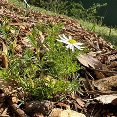 Brachyscome sp. at Curtin, ACT - 25 Oct 2024