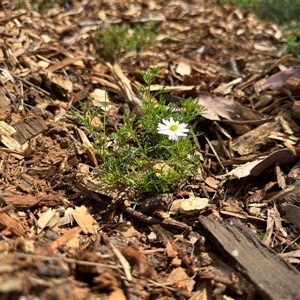 Brachyscome sp. at Curtin, ACT - 25 Oct 2024