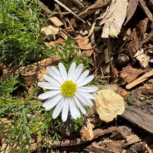 Brachyscome sp. at Curtin, ACT - 25 Oct 2024