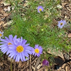 Brachyscome multifida (Cut-leaf Daisy) at Curtin, ACT - 25 Oct 2024 by Hejor1