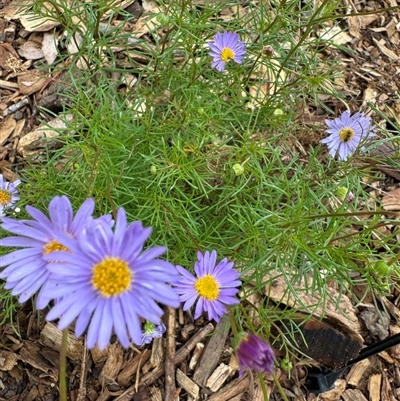 Brachyscome sp. at Curtin, ACT - 25 Oct 2024 by Hejor1