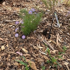 Brachyscome multifida at Curtin, ACT - 25 Oct 2024 02:51 PM