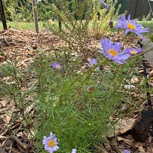 Brachyscome multifida at Curtin, ACT - 25 Oct 2024