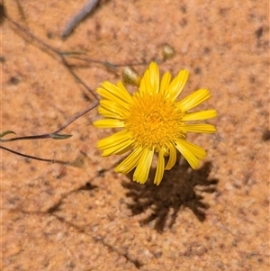 Unidentified Daisy at Kalbarri National Park, WA by HelenCross