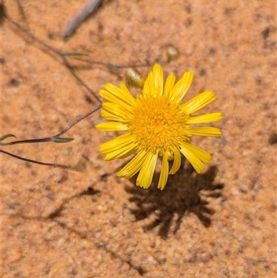 Unverified Daisy at Kalbarri National Park, WA - 23 Oct 2024 by HelenCross