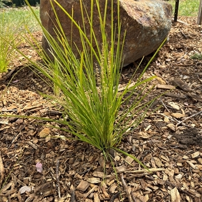 Lomandra longifolia at Curtin, ACT - 25 Oct 2024 by Hejor1