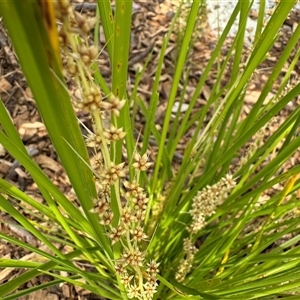 Lomandra longifolia at Curtin, ACT - 25 Oct 2024