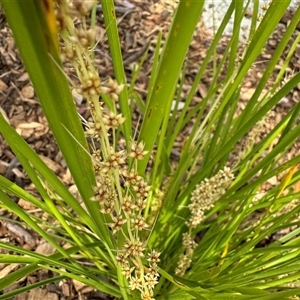 Lomandra longifolia at Curtin, ACT - 25 Oct 2024