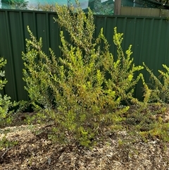 Acacia buxifolia subsp. buxifolia at Curtin, ACT - 25 Oct 2024 by Hejor1