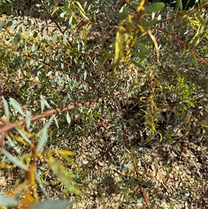 Acacia buxifolia subsp. buxifolia at Curtin, ACT - 25 Oct 2024 02:52 PM