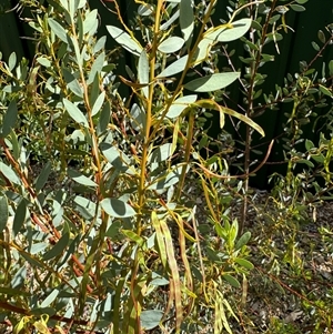 Acacia buxifolia subsp. buxifolia at Curtin, ACT - 25 Oct 2024 02:52 PM