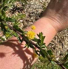 Acacia paradoxa at Curtin, ACT - 25 Oct 2024 by Hejor1