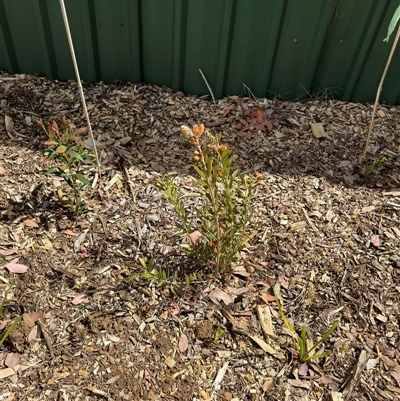 Melaleuca (genus) (A Melaleuca) at Curtin, ACT - 25 Oct 2024 by Hejor1