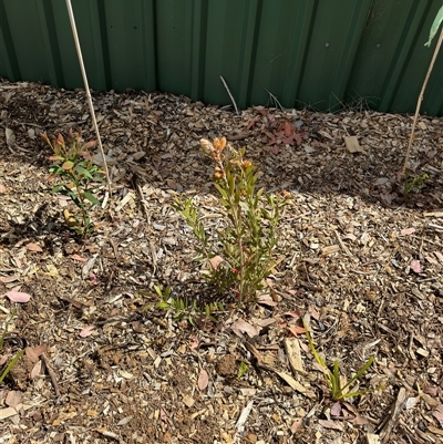 Melaleuca sp. (A Melaleuca) at Curtin, ACT - 25 Oct 2024 by Hejor1