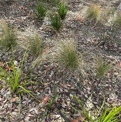 Poa (genus) (A Snow Grass) at Curtin, ACT - 25 Oct 2024 by Hejor1