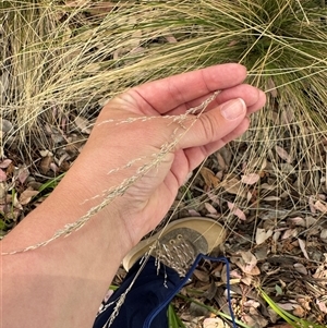 Poa sp. at Curtin, ACT - 25 Oct 2024