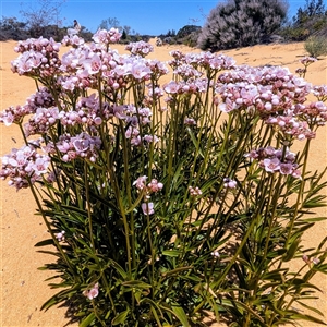 Boronia sp. at Kalbarri National Park, WA by HelenCross