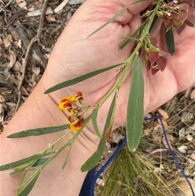 Daviesia sp. at Curtin, ACT - 25 Oct 2024 by Hejor1