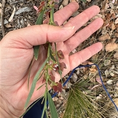 Daviesia mimosoides at Curtin, ACT - 25 Oct 2024