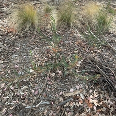 Daviesia mimosoides at Curtin, ACT - 25 Oct 2024 02:54 PM