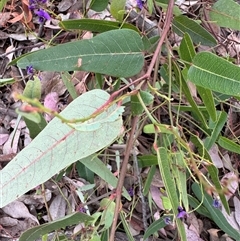 Hardenbergia violacea (False Sarsaparilla) at Curtin, ACT - 25 Oct 2024 by Hejor1