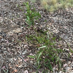 Hardenbergia violacea at Curtin, ACT - 25 Oct 2024 02:54 PM