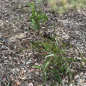 Hardenbergia violacea at Curtin, ACT - 25 Oct 2024 02:54 PM