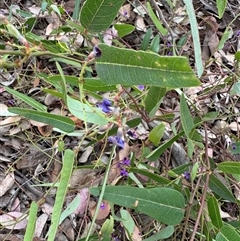 Hardenbergia violacea at Curtin, ACT - 25 Oct 2024 02:54 PM