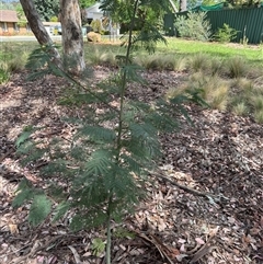 Acacia dealbata (Silver Wattle) at Curtin, ACT - 25 Oct 2024 by Hejor1