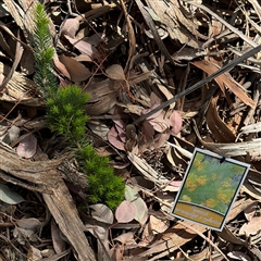 Persoonia (genus) at Curtin, ACT - 25 Oct 2024 by Hejor1