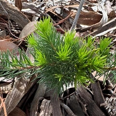 Persoonia sp. at Curtin, ACT - 25 Oct 2024 02:56 PM